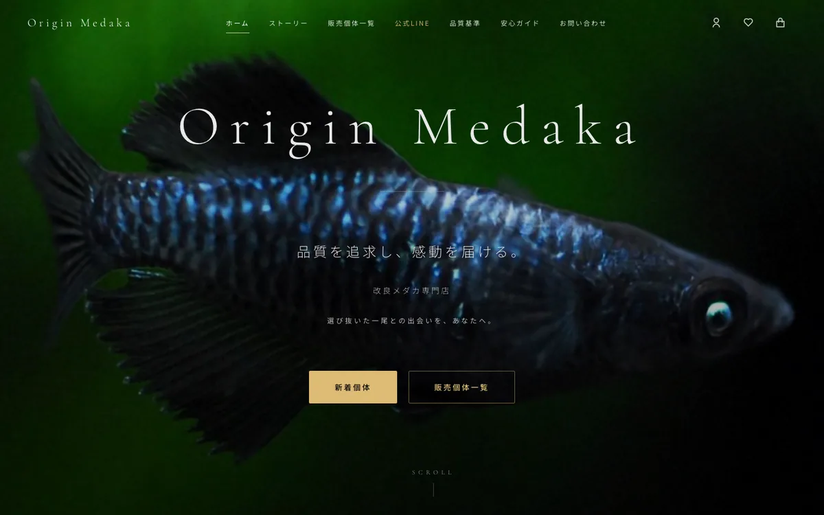 Origin Medaka メダカ販売ECサイト